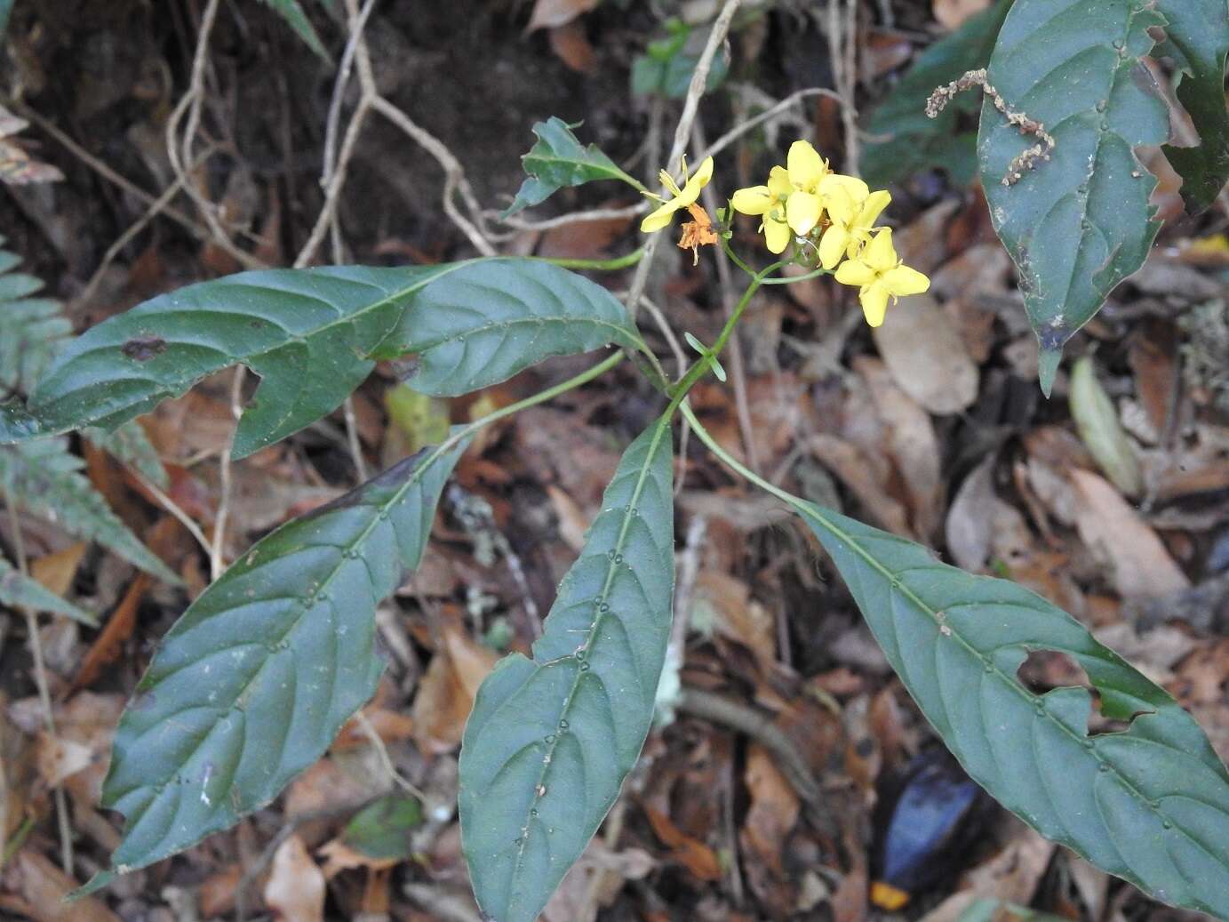 Слика од Deppea grandiflora Schltdl.