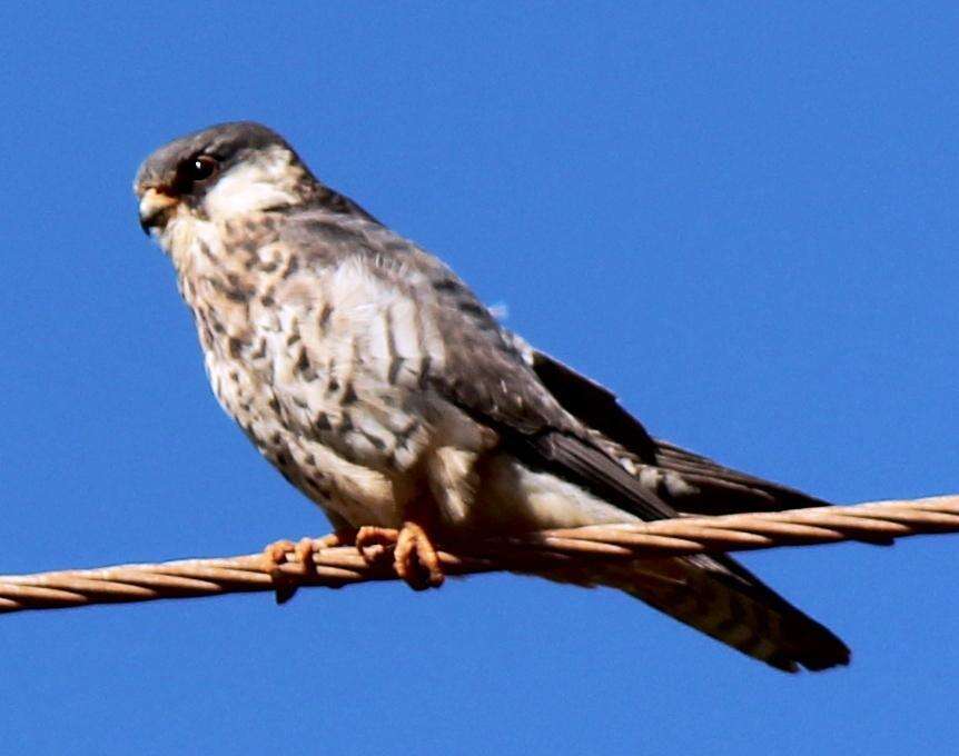 Image of Amur Falcon