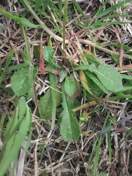 Image of Crepis sancta subsp. nemausensis (P. Fourn.) Babc.