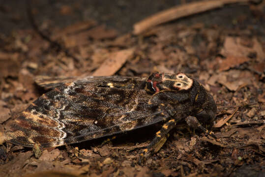 Image of Bee Robber