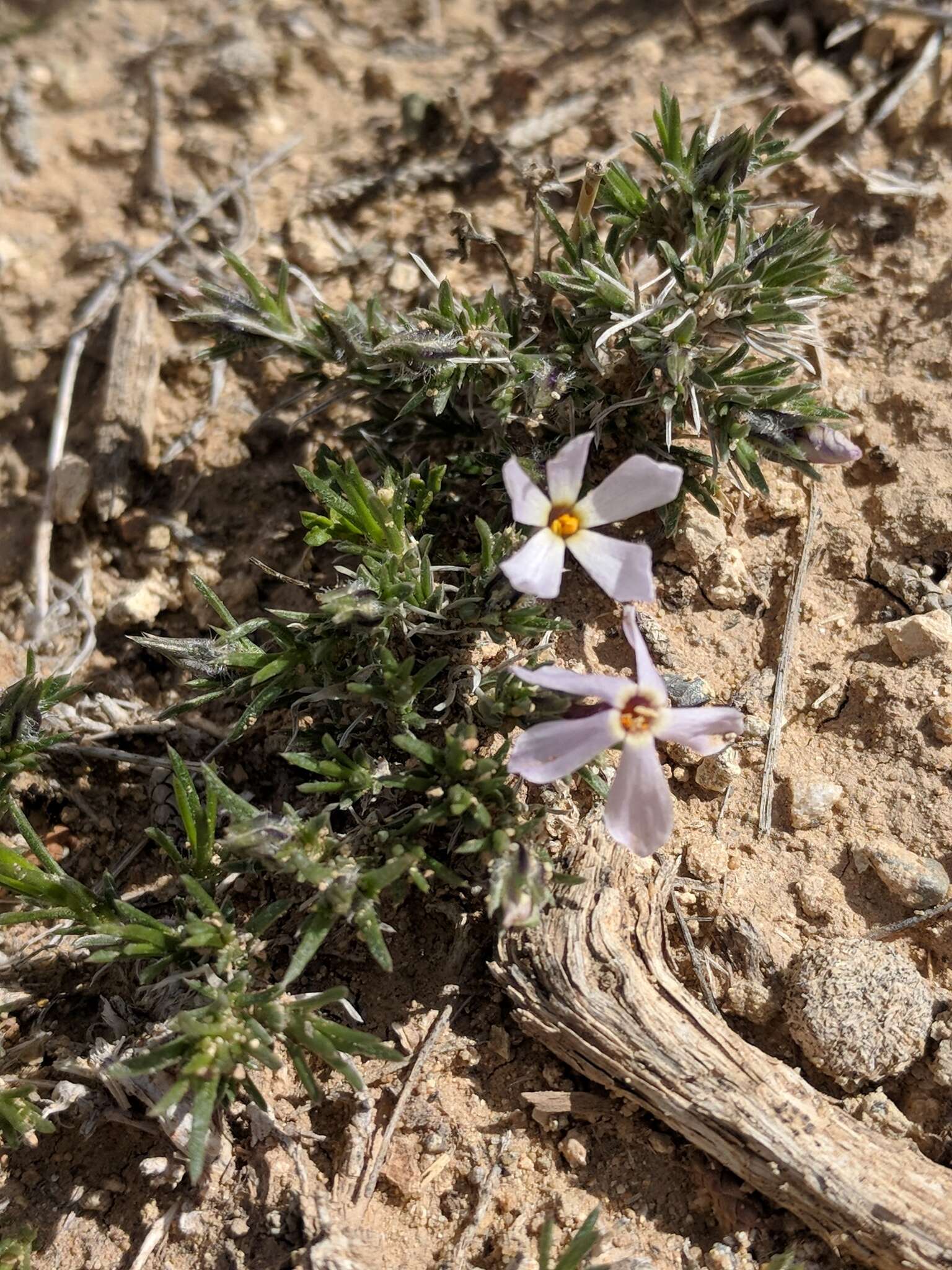 Image of carpet phlox