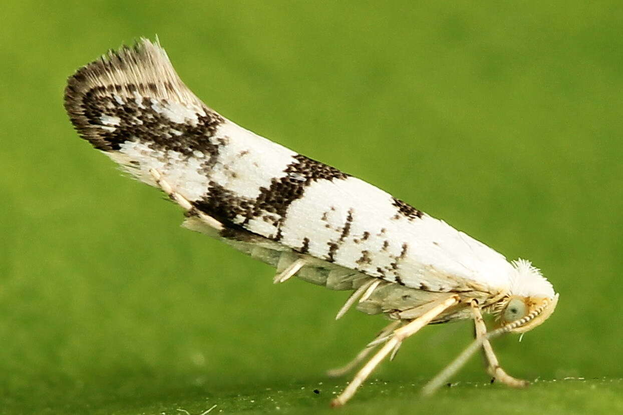 Image of Argyresthia curvella Linnaeus 1761