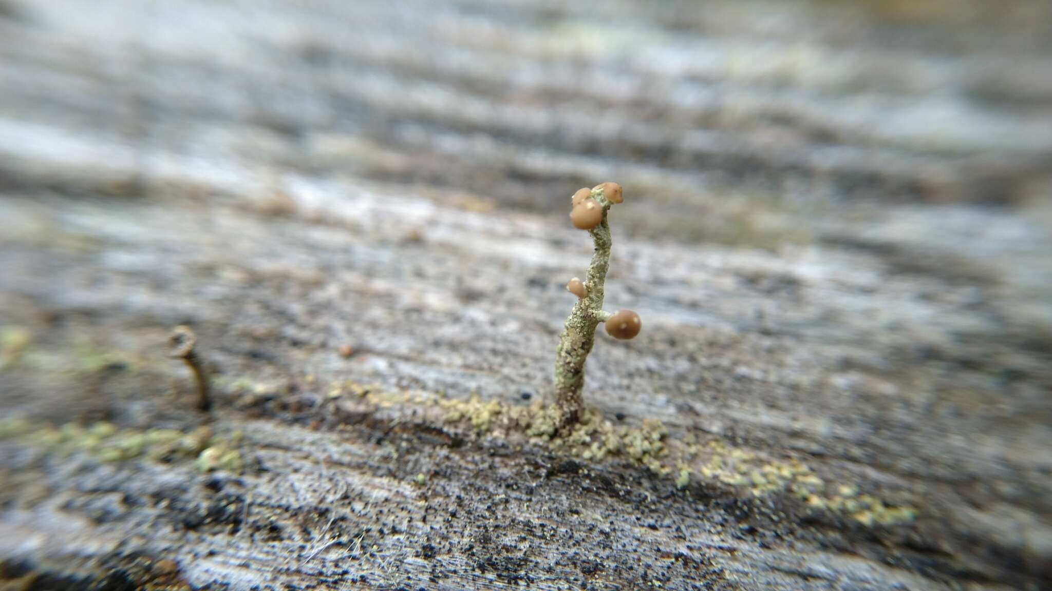 Image of cup lichen