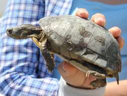 Image of Coahuilan box turtle