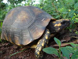 Image of Yellow-footed Tortoise