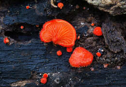 Image of Cinnabar oysterling