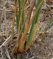 Imagem de Juncus pallidus R. Br.