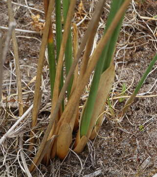 Image de Juncus pallidus R. Br.