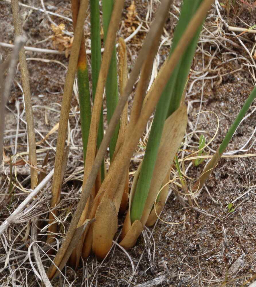 Imagem de Juncus pallidus R. Br.