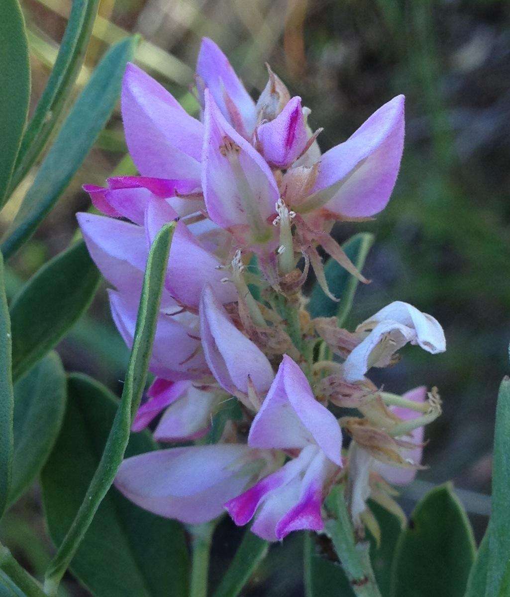 Imagem de Indigofera cytisoides Thunb.