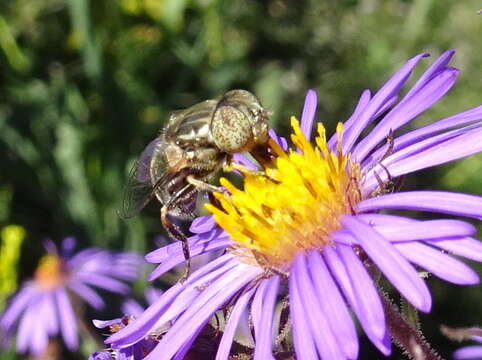 Image de Eristalinus aeneus (Scopoli 1763)