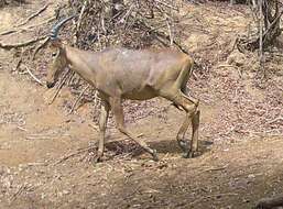 Image of Western Hartebeest