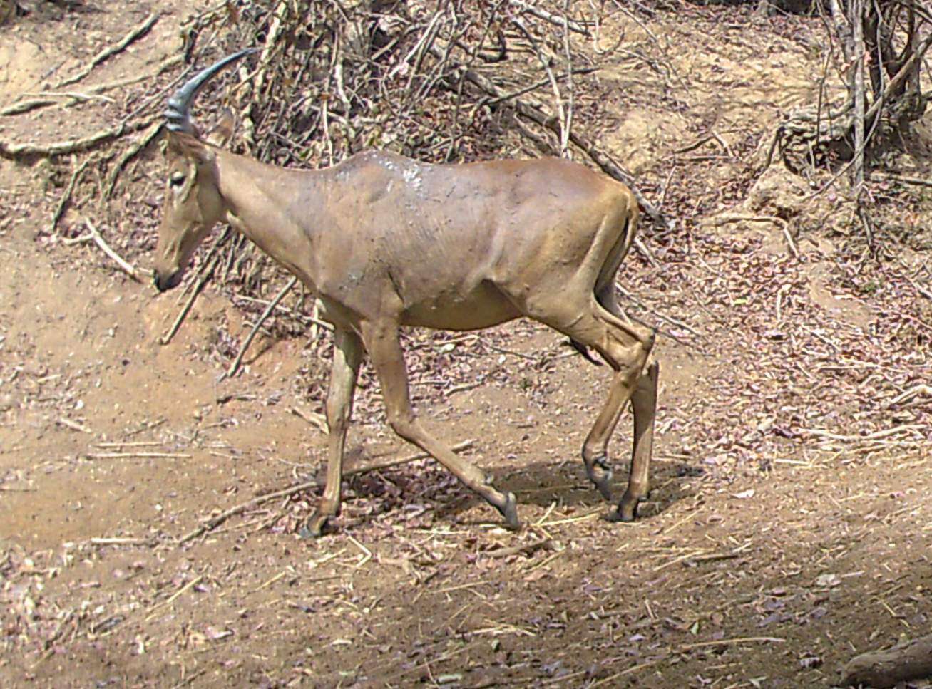 Image of Western Hartebeest