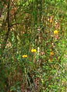 Image of Bossiaea cordigera Hook. fil.