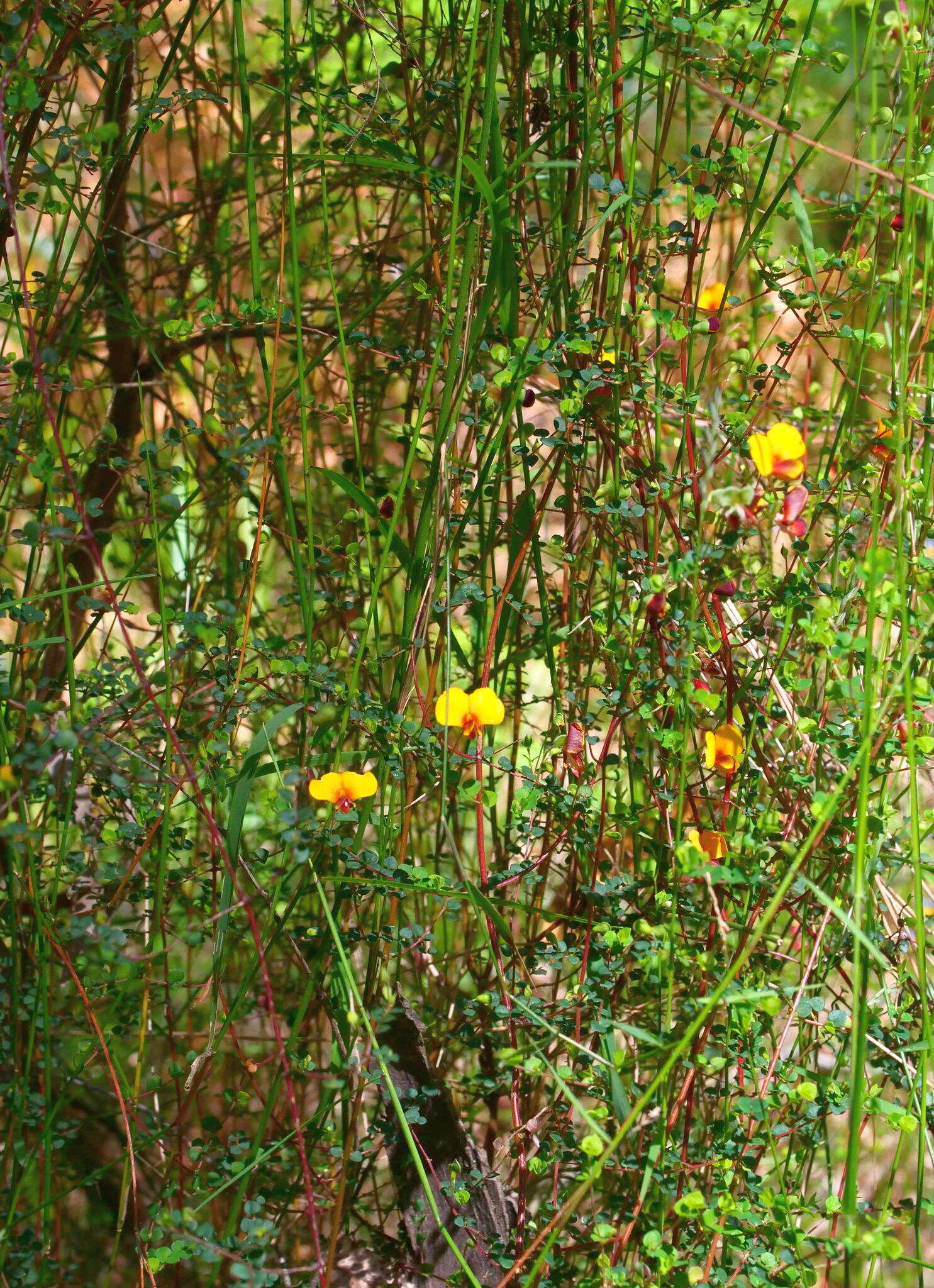 Image of Bossiaea cordigera Hook. fil.