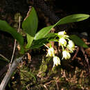 Image of Dendrobium macropus (Endl.) Rchb. fil. ex Lindl.