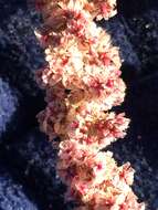 Image of fringed amaranth
