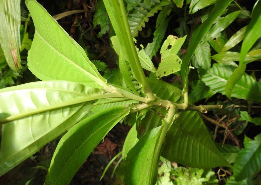 Plancia ëd Miconia trinervia (Sw.) D. Don ex Loud.