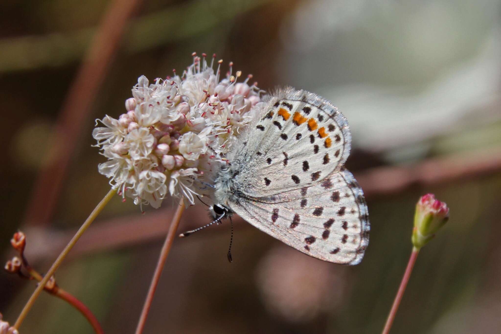 Euphilotes enoptes (Boisduval 1852)的圖片