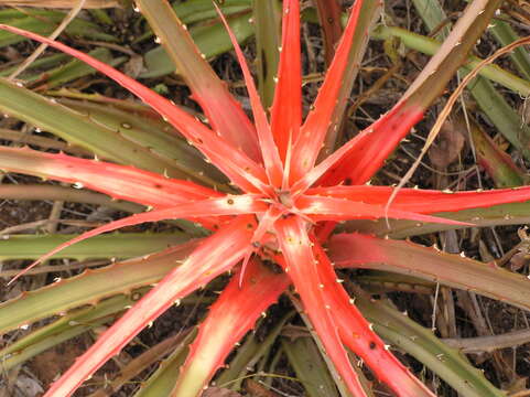 Bromelia serra Griseb.的圖片