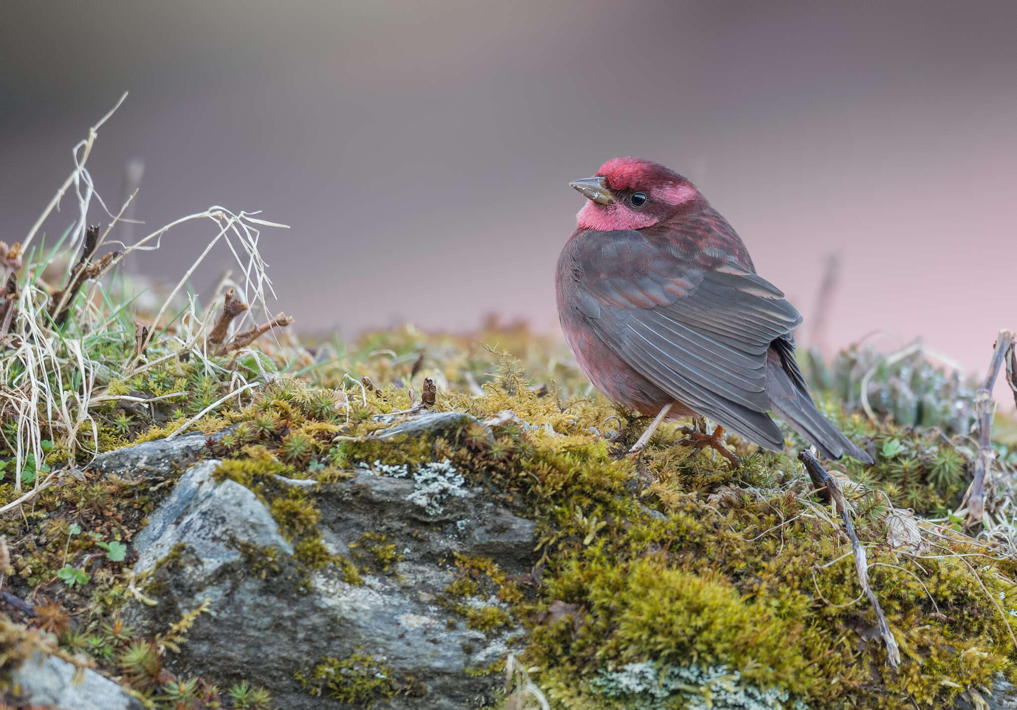 Image of Procarduelis Blyth 1843