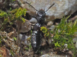 Image of Platystethus (Craetopycrus) capito Heer 1839