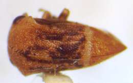 Image of Adippe inaequalis Fowler