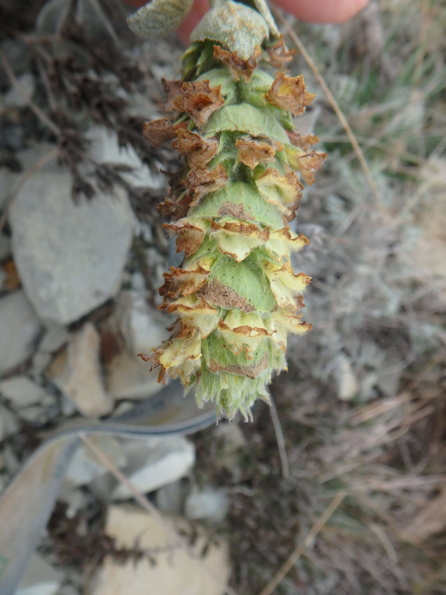 Слика од Sideritis euxina Juz.