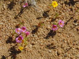 Image of red monkeyflower