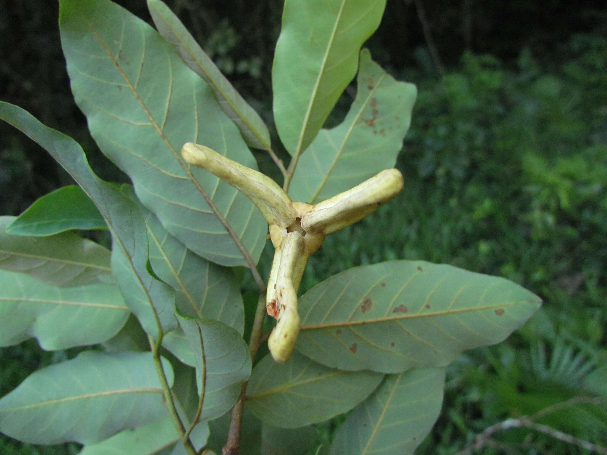 Image of Annona neosericea H. Rainer