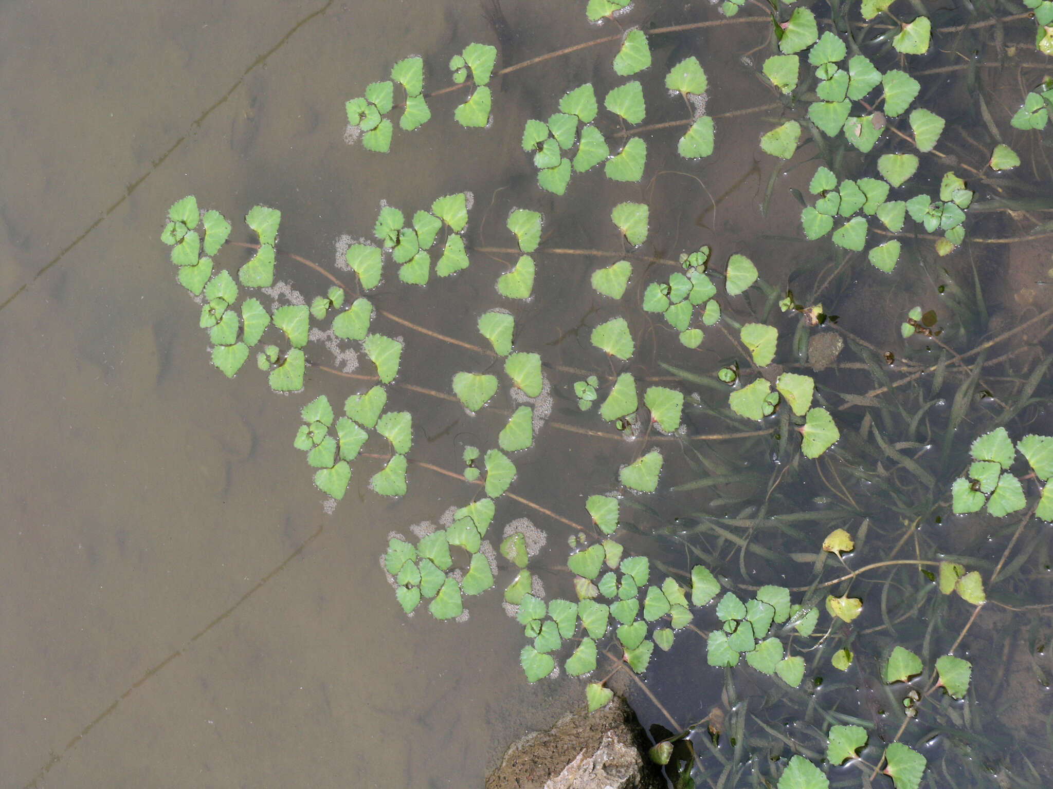 Image of Trapella sinensis Oliv.