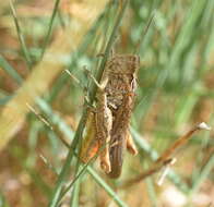 Imagem de Chorthippus (Glyptobothrus) maritimus subsp. maritimus Mistshenko 1951