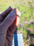 Image of Common Dwarf Skink