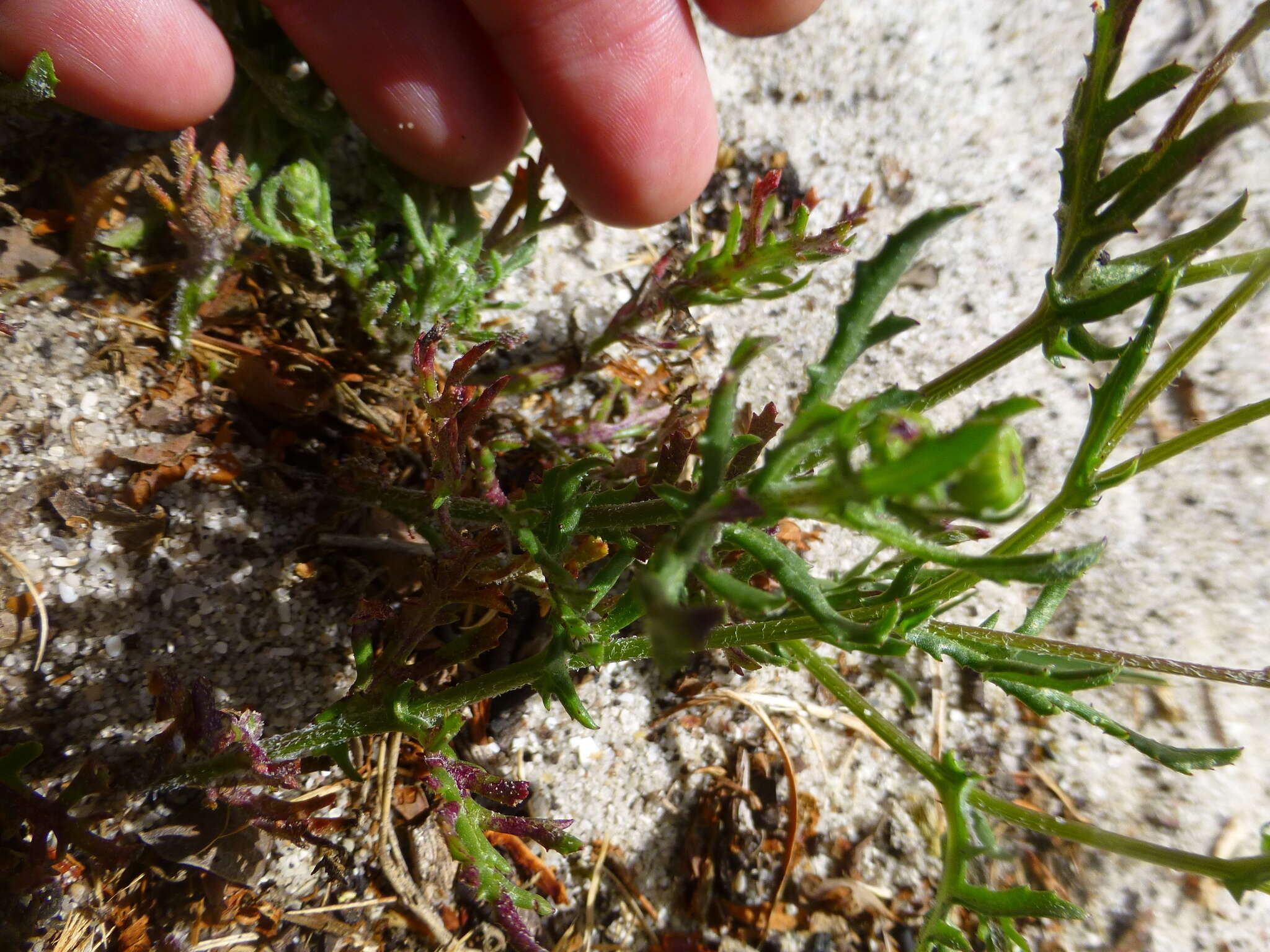 Plancia ëd Senecio littoreus var. hispidulus Harv.