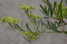 Image of Trachymene valida (F. Müll.) M. Hiroe