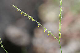 Image of Alloteropsis semialata (R. Br.) Hitchc.