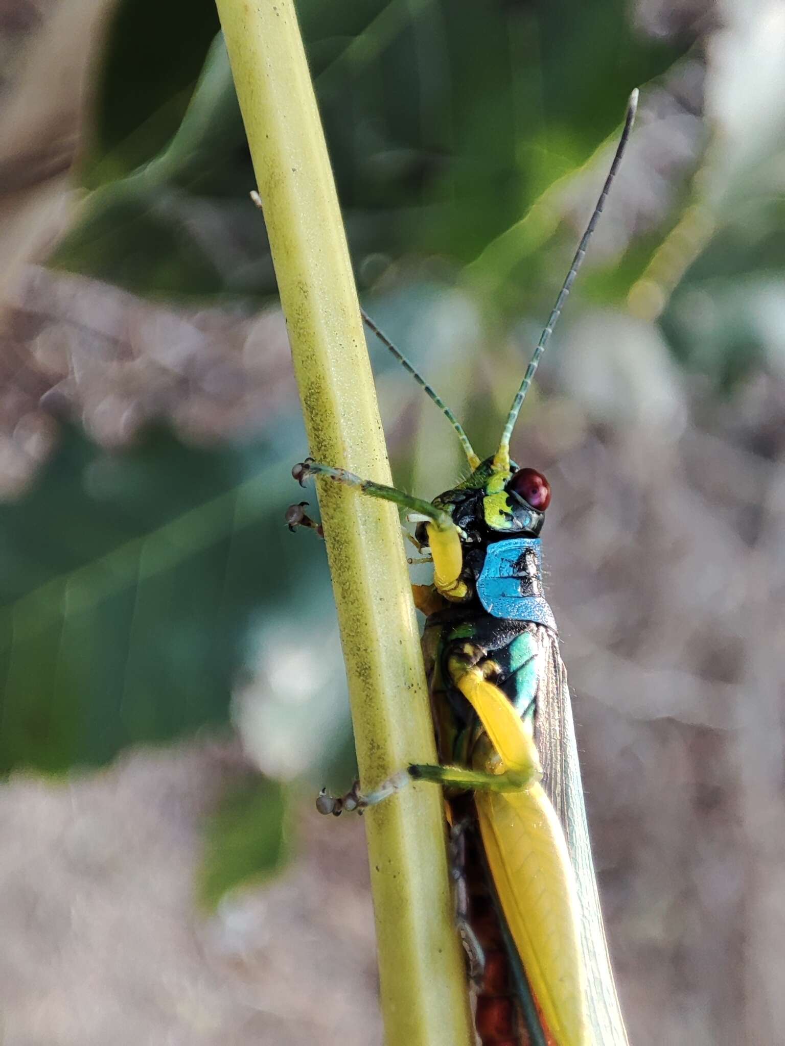 Proctolabus mexicanus (Saussure 1859)的圖片