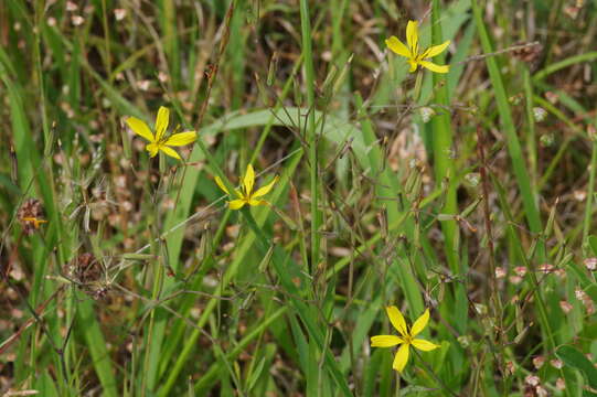 Image of Ixeridium dentatum (Thunb.) Tzvel.