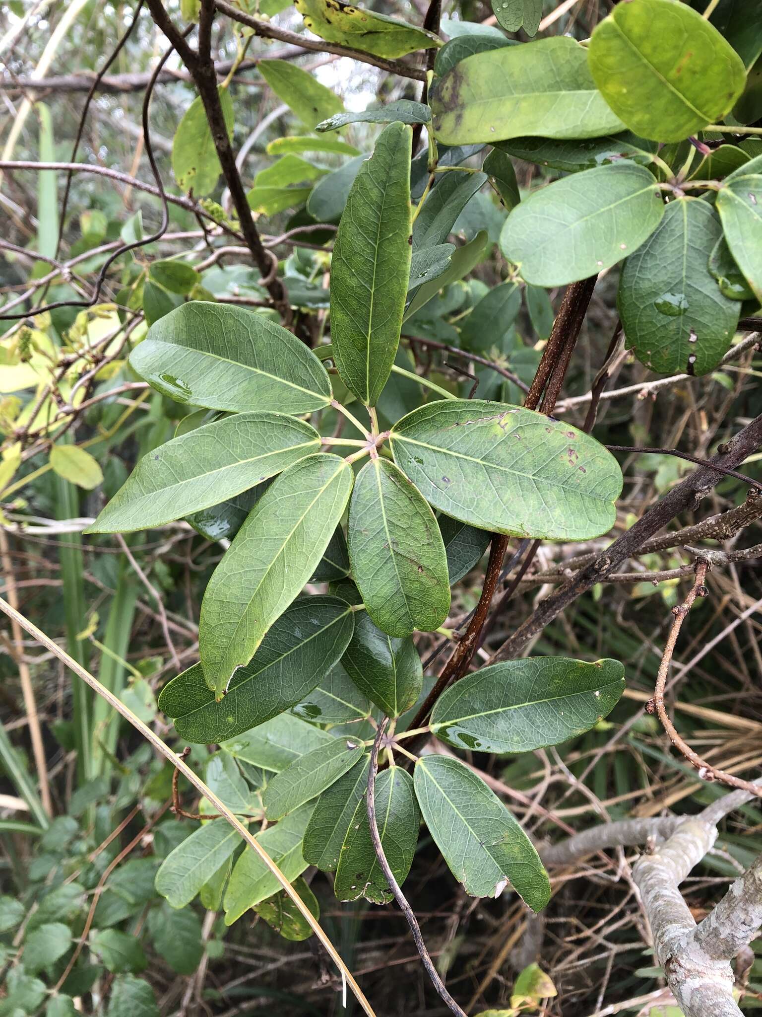 Imagem de Akebia longeracemosa Matsum.