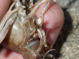 Image of Procambarus acutissimus (Girard 1852)