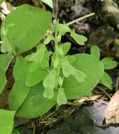 Image of Broadlipped twayblade