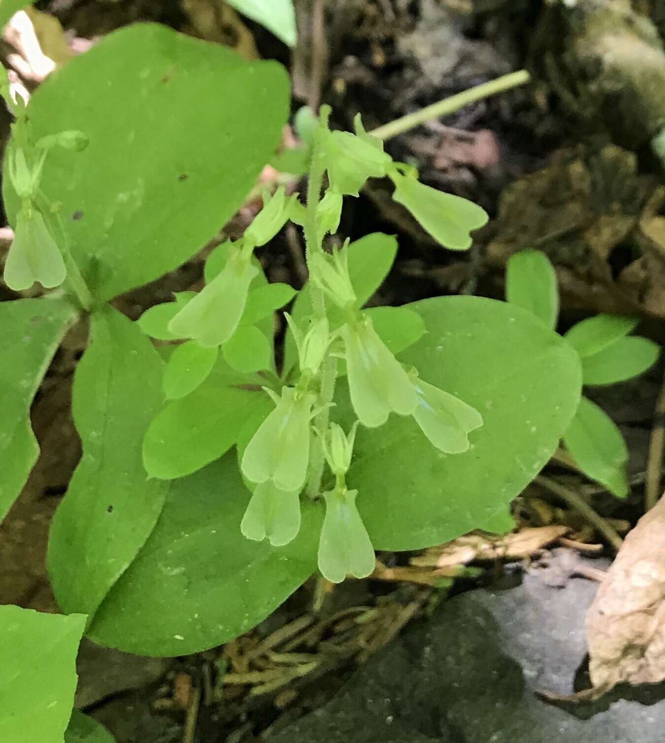 Image of Broadlipped twayblade