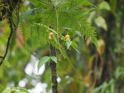 Слика од Clematis leschenaultiana DC.