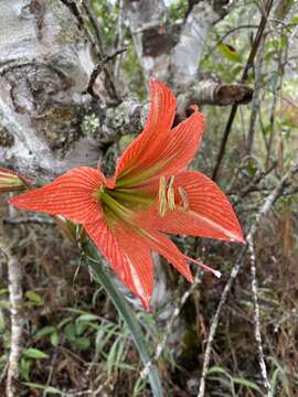 Image of Hippeastrum glaucescens (Mart. ex Schult. & Schult. fil.) Herb.