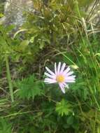 Image of bog aster