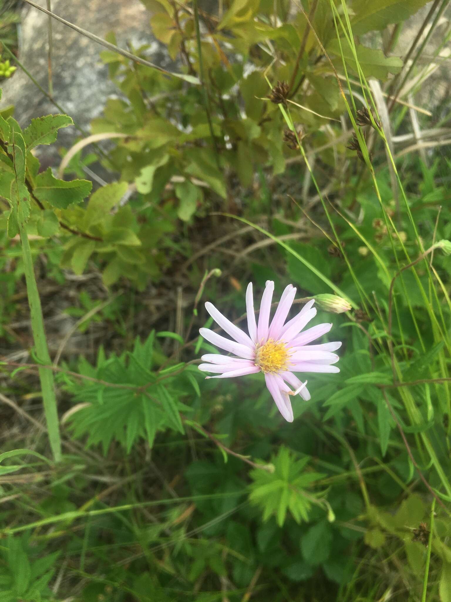 Image of bog aster