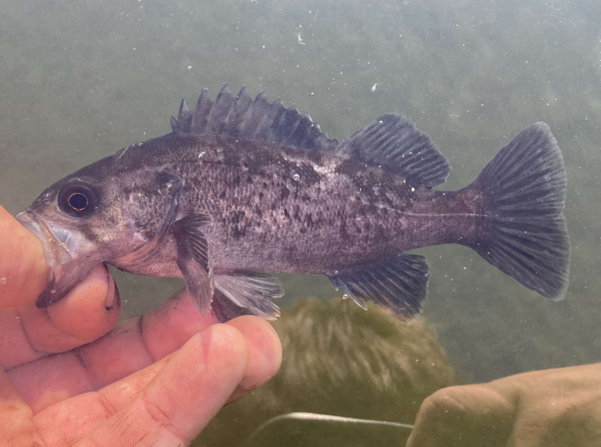 Image of Black rockfish