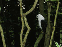 Image of White-necked Hawk