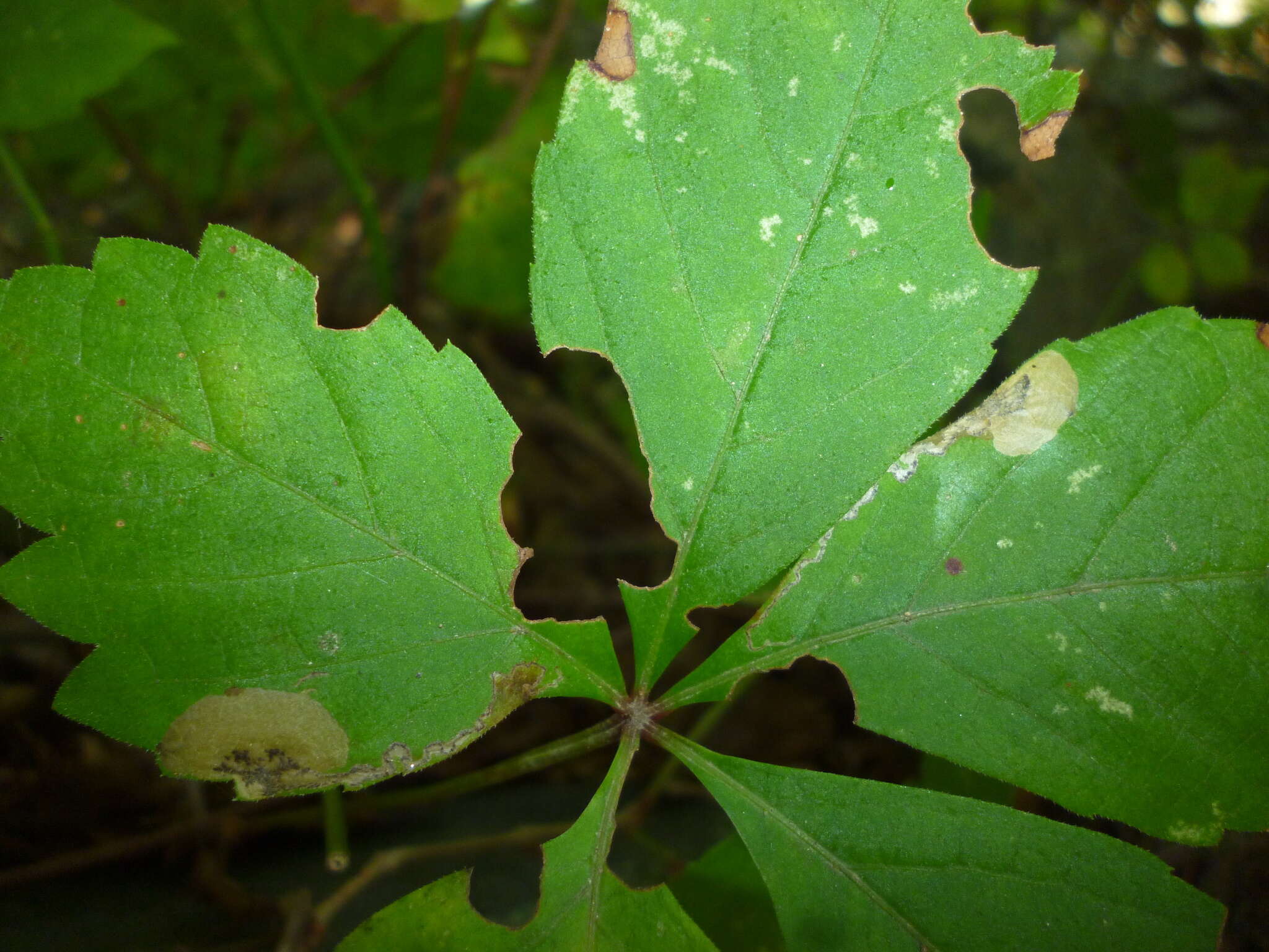 Image of Aspilanta ampelopsifoliella (Chambers 1874) Nieukerken & Eiseman 2020