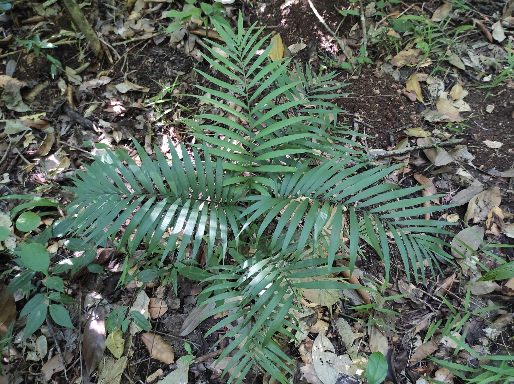 Image of parlor palm
